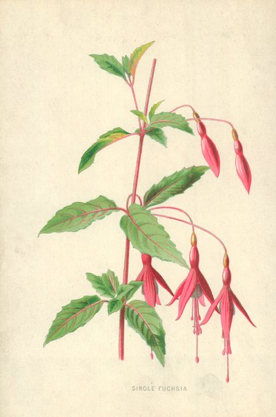 Egyetlen fukszia alkotó: Frederick Edward Hulme