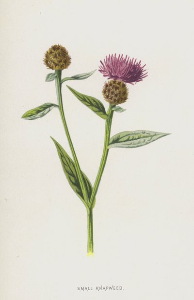 Kis pacsirta (chromolitho) alkotó: Frederick Edward Hulme
