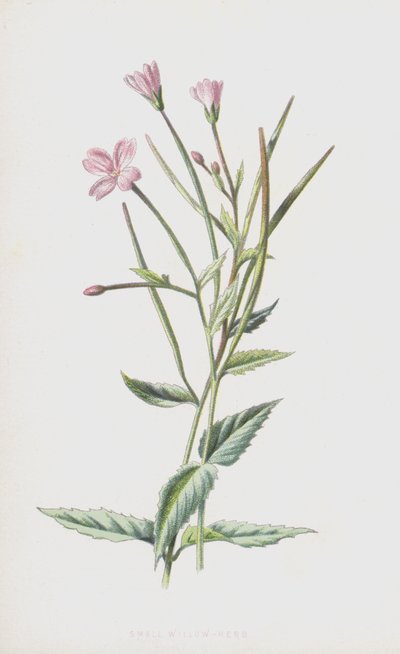 Kis fűzfű (chromolitho) alkotó: Frederick Edward Hulme