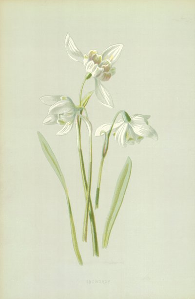 Hóvirág alkotó: Frederick Edward Hulme