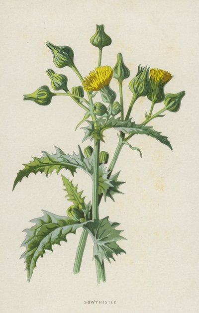 koca (chromolitho) alkotó: Frederick Edward Hulme