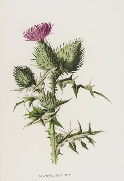 Lándzsás bogáncs (chromolitho) alkotó: Frederick Edward Hulme