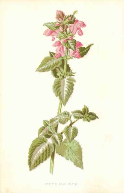 Foltos döglött csalán alkotó: Frederick Edward Hulme