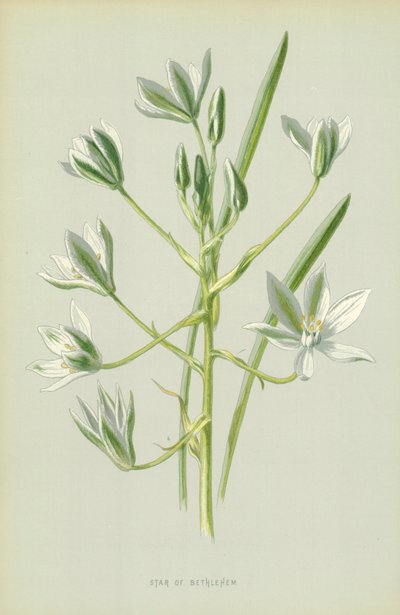 Betlehemi csillag alkotó: Frederick Edward Hulme