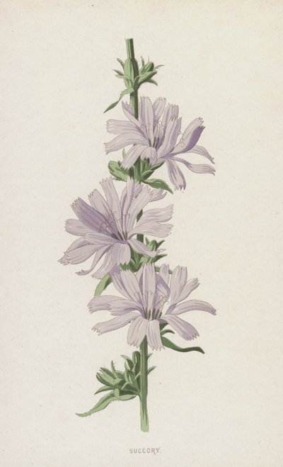 Succory (chromolitho) alkotó: Frederick Edward Hulme