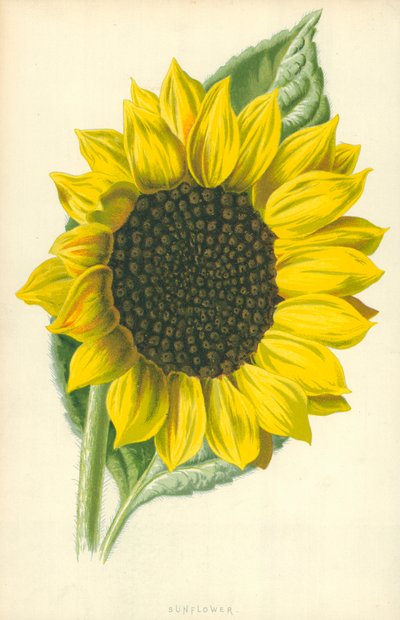 Napraforgó alkotó: Frederick Edward Hulme