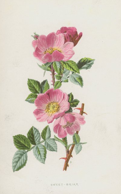 Sweet-Briar (chromolitho) alkotó: Frederick Edward Hulme