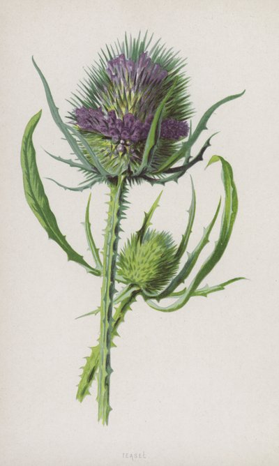 Kötött (chromolitho) alkotó: Frederick Edward Hulme