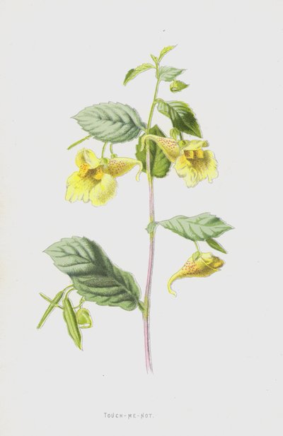 Touch-Me-Not (chromolitho) alkotó: Frederick Edward Hulme