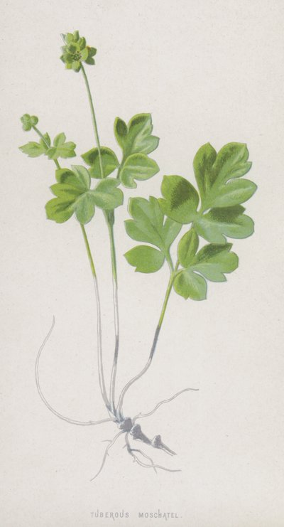 Gumós Moschatel (chromolitho) alkotó: Frederick Edward Hulme