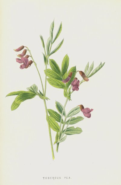 gumós borsó (chromolitho) alkotó: Frederick Edward Hulme