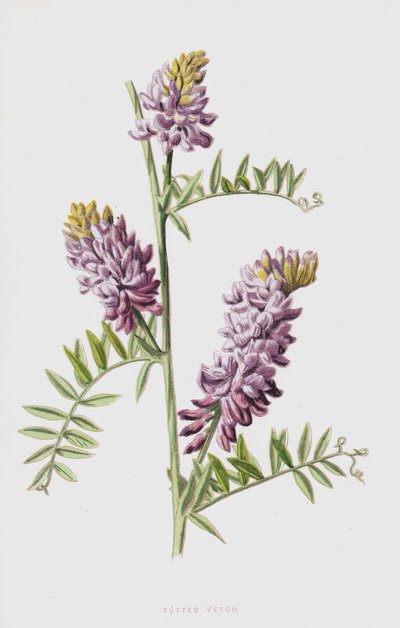 bojtos bükköny (chromolitho) alkotó: Frederick Edward Hulme