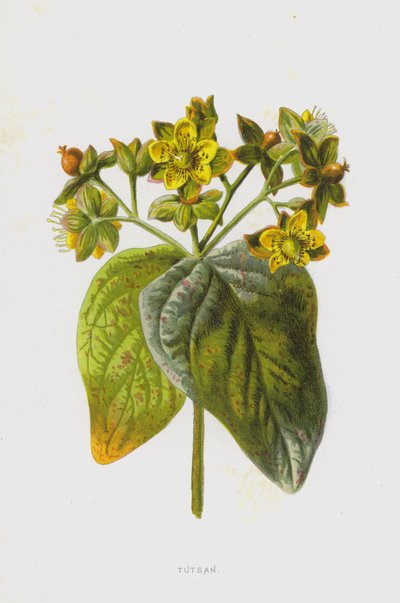 Tutsan (chromolitho) alkotó: Frederick Edward Hulme