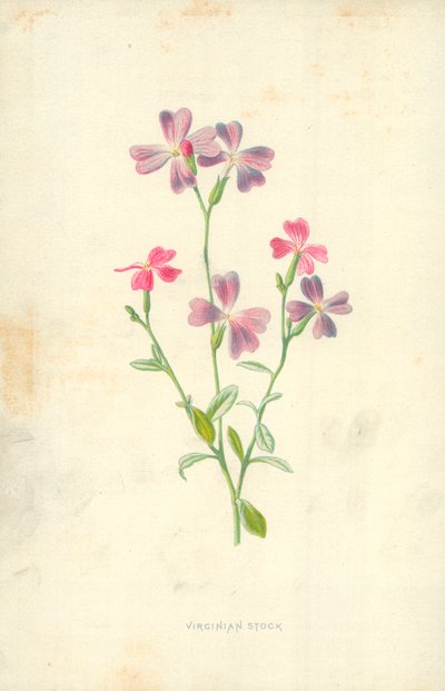 Virginiai bot alkotó: Frederick Edward Hulme