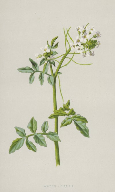 Vízitorma (chromolitho) alkotó: Frederick Edward Hulme