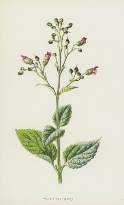 Vízi fügefű (chromolitho) alkotó: Frederick Edward Hulme