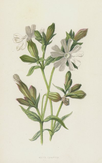 White Campion (chromolitho) alkotó: Frederick Edward Hulme