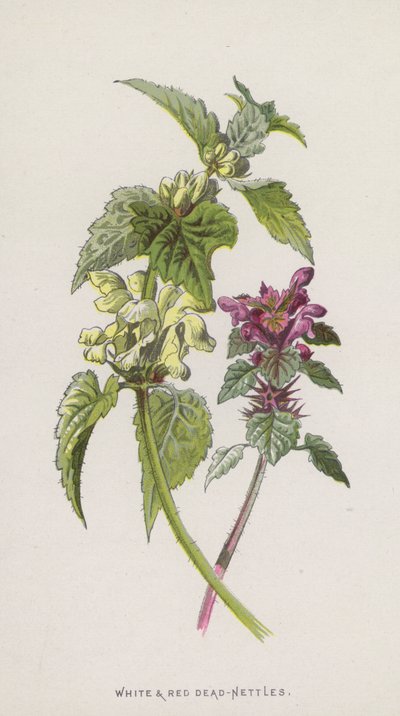 Fehér és vörös csalán (chromolitho) alkotó: Frederick Edward Hulme