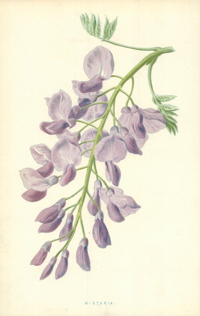 Lilaakác alkotó: Frederick Edward Hulme