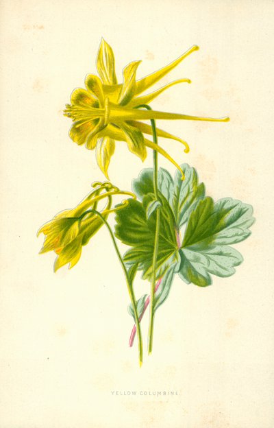 Sárga Columbine alkotó: Frederick Edward Hulme