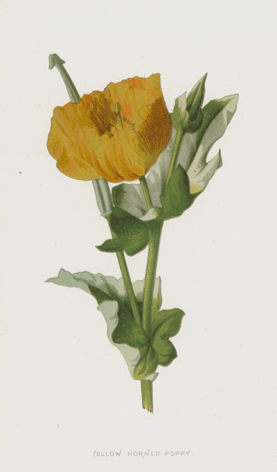 Sárga szarvú mák (chromolitho) alkotó: Frederick Edward Hulme