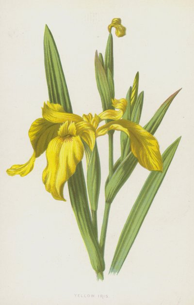 Sárga írisz (chromolitho) alkotó: Frederick Edward Hulme