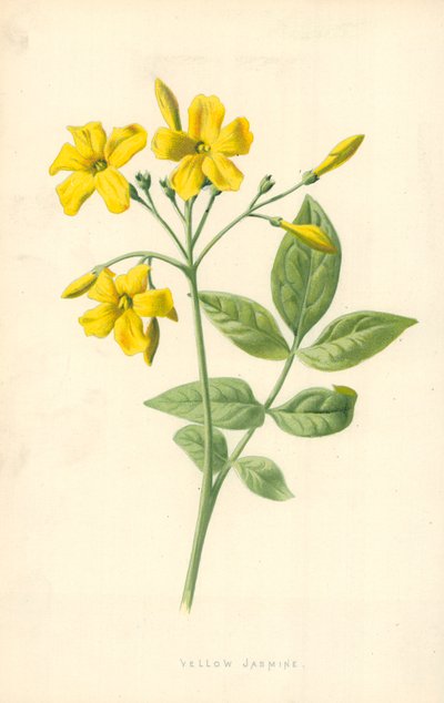 Sárga Jázmin alkotó: Frederick Edward Hulme