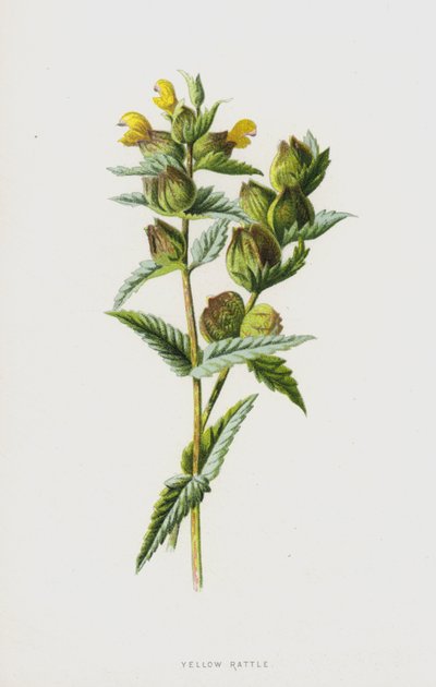 Sárga csörgő (chromolitho) alkotó: Frederick Edward Hulme