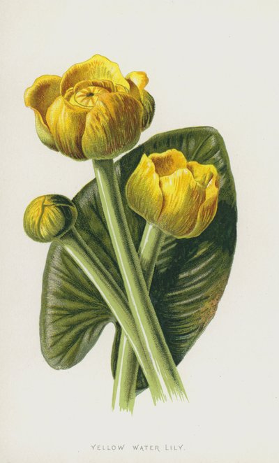 Sárga tavirózsa (chromolitho) alkotó: Frederick Edward Hulme