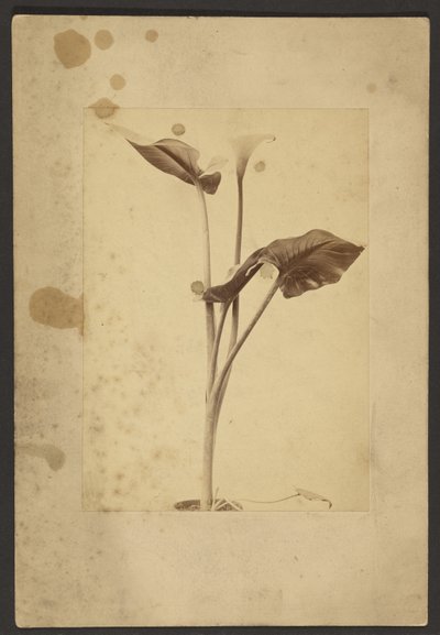 [Calla Lily] alkotó: Frederick H. Hollyer