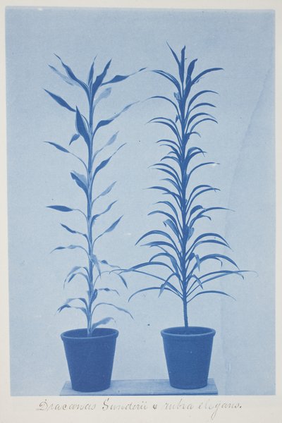 Draconas Sunderii et rubia elogans, 19. század vége – 20. század eleje (cianotípia krémszínű szőtt papíron) alkotó: Frederick K. Coulson