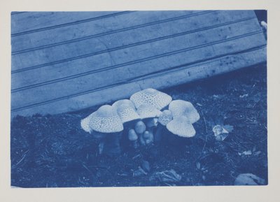 Cím nélkül, 19. század vége – 20. század eleje (cianotípia krémszínű szőtt papíron) alkotó: Frederick K. Coulson