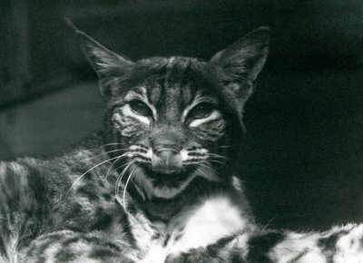 Ajkát nyalogató kishiúz bobcat, Londoni Állatkert, 1925. június alkotó: Frederick William Bond
