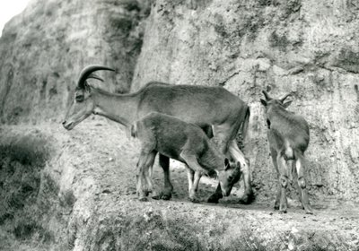 Egy barbár bárány/Aoudad/Waddan/Arui/Arruis két fiókájával áll a Mappin Terraces-en, London Állatkertben, 1927. augusztus (f/w fotó) alkotó: Frederick William Bond