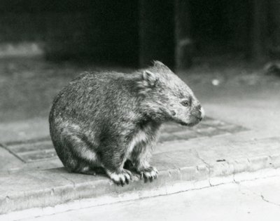 Egy csupasz orrú/közönséges/durva szőrű wombat a földön ülve a londoni állatkertben 1929-ben (f/w fotó) alkotó: Frederick William Bond