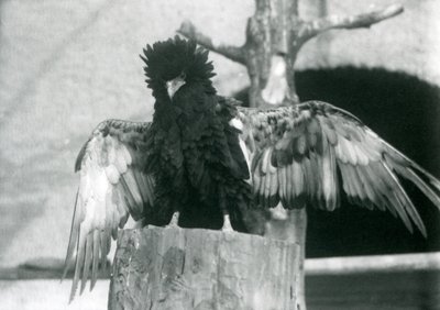 Egy Bateleur Eagle egy fatönkön áll és szárnyait tárja, Londoni Állatkert, 1925 alkotó: Frederick William Bond