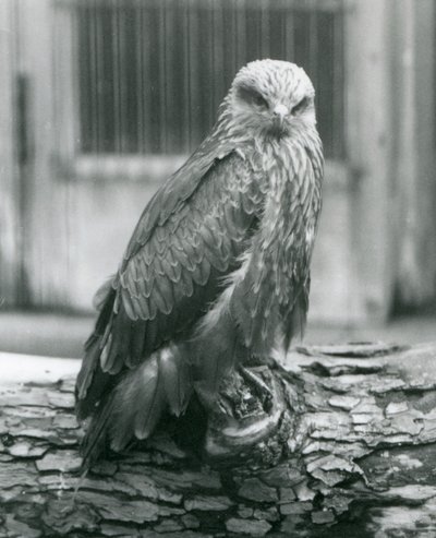 A Black Kite resting on a log, London Zoo, August 1926 (b/w photo) alkotó: Frederick William Bond