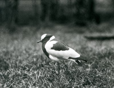 Egy Blacksmith Lapwing fűben áll a londoni állatkertben, 1927 augusztusában alkotó: Frederick William Bond
