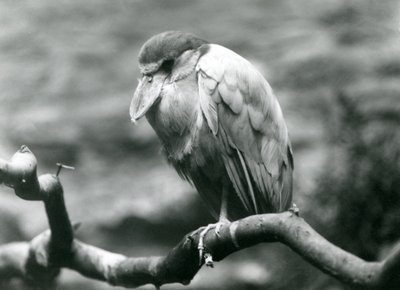 Egy csónakcsőrű gém, vagy Boatbill, egy ágon ülve a londoni állatkertben, 1924. június alkotó: Frederick William Bond
