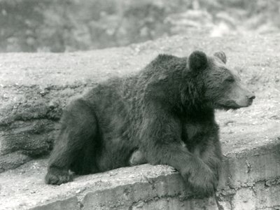 Barnamedve pihent egy párkányon a londoni állatkertben 1924-ben alkotó: Frederick William Bond