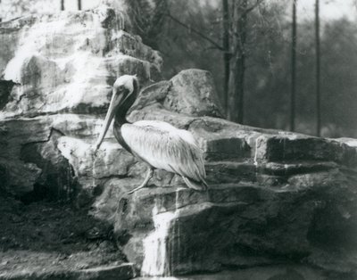 Egy barna pelikán sziklákon állt a londoni állatkertben 1927 júniusában alkotó: Frederick William Bond