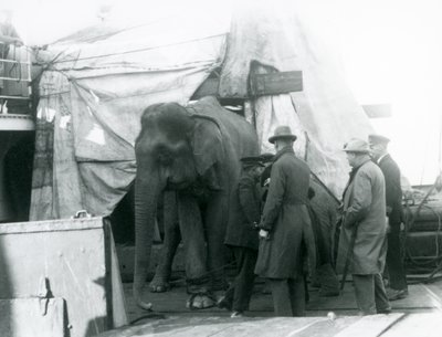 Egy burmai elefánt, aki részben a fedélzeten ponyva alatt bújt meg, egy edzővel és négy másik férfival a londoni állatkertbe utazott 1927-ben (f/w fotó) alkotó: Frederick William Bond