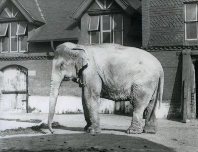 Egy burmai elefánt a londoni állatkert Elephant House előtt áll alkotó: Frederick William Bond