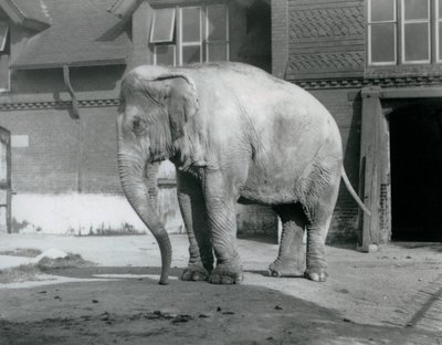 Egy burmai elefánt a londoni állatkert elefántháza előtt 1929-ben (f/w fotó) alkotó: Frederick William Bond