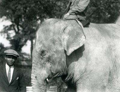 Egy burmai elefánt kiképzőjével és egy másik emberrel, a Londoni Állatkert, 1926. szeptember alkotó: Frederick William Bond