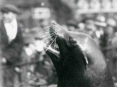 Egy kaliforniai oroszlánfóka a londoni állatkertben, 1924. október alkotó: Frederick William Bond