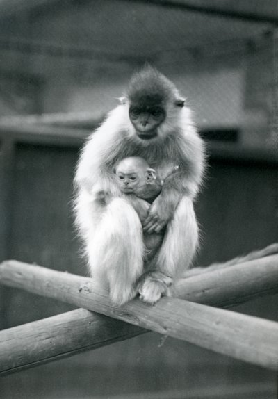 Egy sapkás Langur tartja a babát, miközben egy gerendán ül. Londoni Állatkert, 1913. október 6 alkotó: Frederick William Bond
