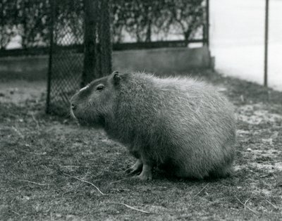 Egy Capybara a londoni állatkert kikertjében ült 1927 júniusában alkotó: Frederick William Bond