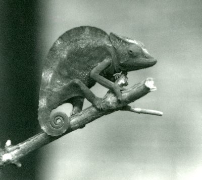 Egy kaméleon egy ág végébe kapaszkodva, Londoni Állatkert, 1927 alkotó: Frederick William Bond