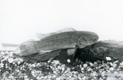 Egy hegymászó sügér sziklákon és kavicson pihen a tartály alján, vízben a londoni állatkertben 1928 szeptemberében alkotó: Frederick William Bond